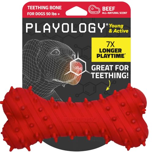 Playology Puppy Teething Bone Dog Chew Toy - Jumbo, Beef Scent | Great For Puppies and Young Dogs, Teeting Nubs Soothe Gums, Durable Rubber, Large Breed - size: Jumbo, style: Beef