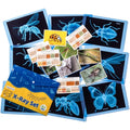 Insect Xrays – Bug Science Kit - Light Table Accessories | Bug Detectives for Kids, STEM Learning Insect X-Ray Set - style: Insect Series