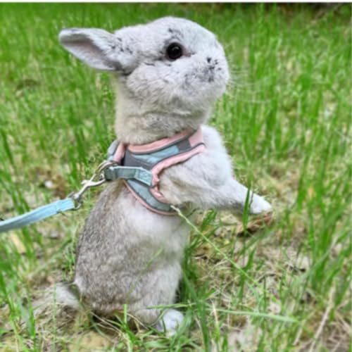 Rabbit Harness and Leash - Adjustable Bunny Harness Escape Proof for Walking Runnig Hiking Camping Outdoor - Cute Small Animal Harness Leash Set (Medium) - size: Medium