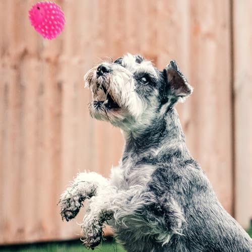 FRCOLOR Hedgehog Dog Squeaky Toys 2 Pcs Pet Molar Toys Latex Chew Toys for Puppies Interactive Teething Toys for Dental Care Cartoon Pet Toys 3.54 X 2.75 X 2.36 in