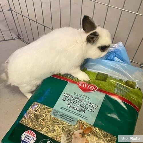 Kaytee Timothy Hay & Orchard Grass for Guinea Pigs, Rabbits & Other Small Animals, 48 oz - size: 3 Pound (Pack of 1)
