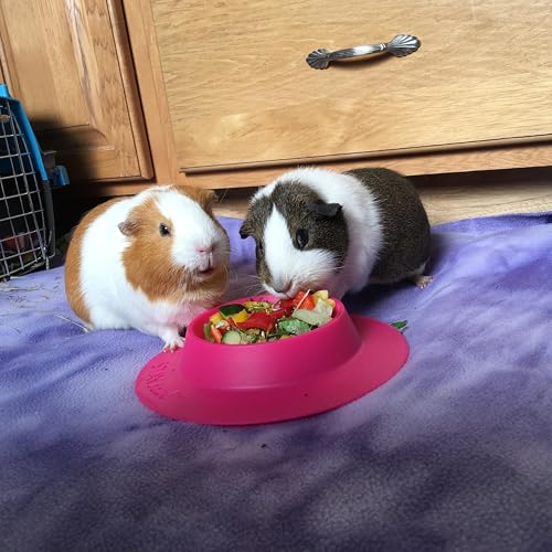 Tip-Proof Bowl for Guinea Pigs and Other Small Pets - Fuchsia (Pink) - Large 3/4 Cup Size New