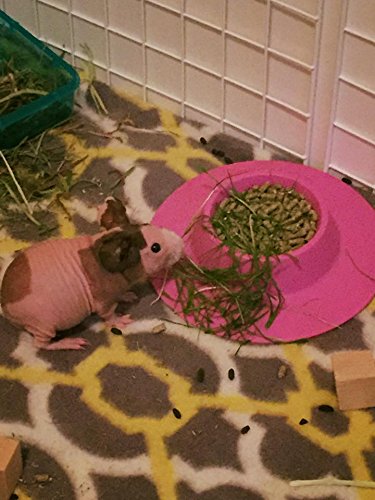 Tip-Proof Ergonomic Pet Bowl for Guinea Pig and Other Small Pets, 1/4-Cup Small Size, Lilac (Purple) (Pack of 2) - size: Small 1/4 cup (Pack of 2)