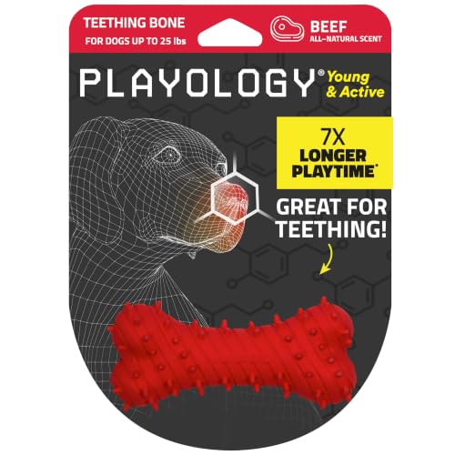 Playology Puppy Teething Bone Dog Chew Toy - Small, Beef Scent | Great For Puppies and Young Dogs, Teeting Nubs Soothe Gums, Durable Rubber, Small Breed - size: Small, style: Beef