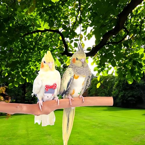 2Pcs Bird Diapers Bird Harness Flight Suits Diapers with 80 Inch Flying Leash Parrot Nappy Washable Cute Urine Wet Suit for Cockatiel Conure Macaw Budgies Parakeet-Rabbit&Kitten,M - size: M