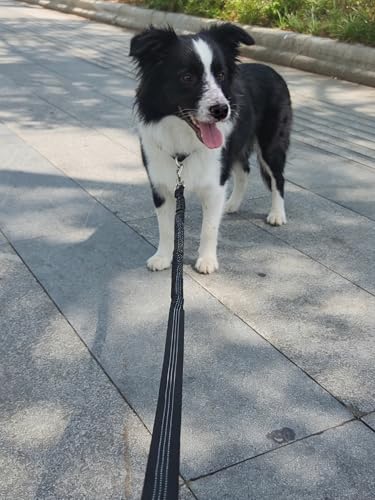 5FT Bungee Dog Leash Shock Absorbing Reflective Nylon Lead 2cm Wide | Soft Handle- Lightweight- Anti-Pull Training for Small/ Medium Dogs- 6 Colors (purple) - color: Purple