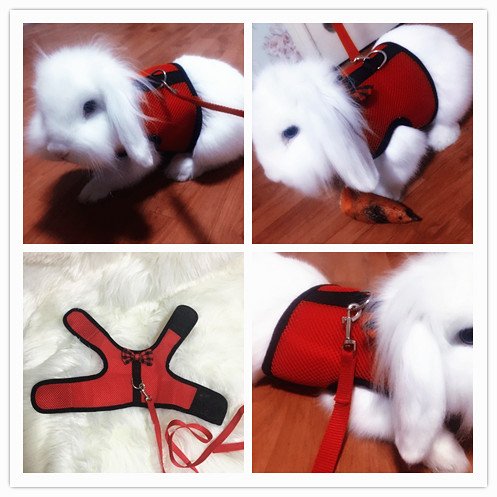 Hypeety Bunny Kitten Harness No Pull Cat Leash Stylish Vest Harness for Small Animal Adjustable Soft Breathable Walking Harness Set (RED, S) - color: Red, size: S