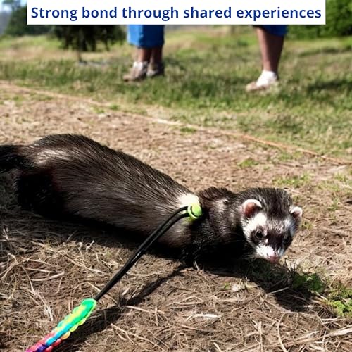 Ferret Leash Harness Adjustable Squirrel Sets, Leashes and Harnesses for Ferrets Guinea Pig Chinchilla Rat Dragon Bearded Small Animal, Pet Squirrel Ferret Accessories (Blue) - color: Blue