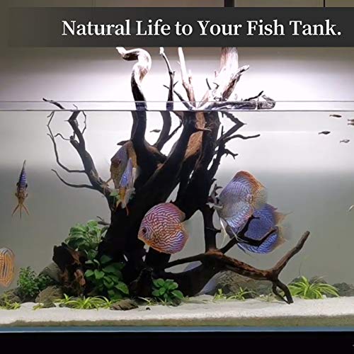 Natural Large Driftwood for Aquarium Decor Fish Tank Decor Reptile Decor | Assorted Driftwood Branch, Natural Driftwood for Aquascaping and Reptile Decor - size: Mopani Driftwood 12.5 to 18 Inch (Pack of 2)