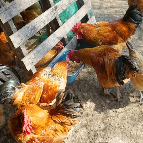 Goovilla Chicken Feeder Waterer, Hanging or Screw-in, 2 Pack 5 Quart, Blue | With Clips and Screws, Goat Feeding Supplies, Duck Piglet Sheeple Coop Dog Livestock Poultry Plastic Feeder Trough Bucket - color: Dark Blue, size: 5 Quart