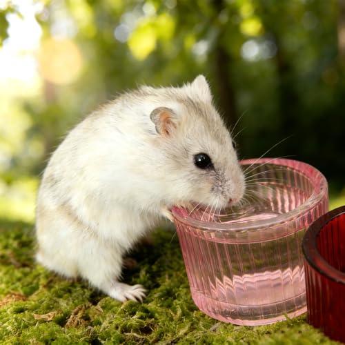 2 Pack Hamster Bowl Glass Food and Water Dish Anti-Turning Colorful Feeder for Dwarf Syrian Hamster Gerbil Mice Rat (Random Color)