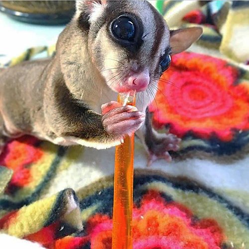 Sugar Glider Treat Bundle - Natural Healthy Assortment - Nectar Pods, Fish Sticks, EZ Worms, Agave Sticks - Suagr Gliders, Rats, Chinchillas, Ferrets, Hamsters, Hedgehogs & Other Small Animals