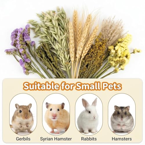 Sukh 42Pcs Hamster Sprays Natural - Sprays & Forage for Small Animals | Chew Herbs for Syrian Dwarf Hamsters & Guinea Pigs, Habitat Dry Flowers Decor, Hideout Enrichment, Cage & Bedding Accessories