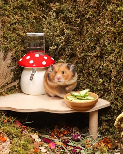 Niteangel Hamster Snack & Treats Toy: Freeze-Dried Zucchini & No Additive | Delivers Essential Vitamins & Minerals- Small Animal Natural Treat for Dwarf Syrian Hamsters Gerbils Mice Degus or Small Pets