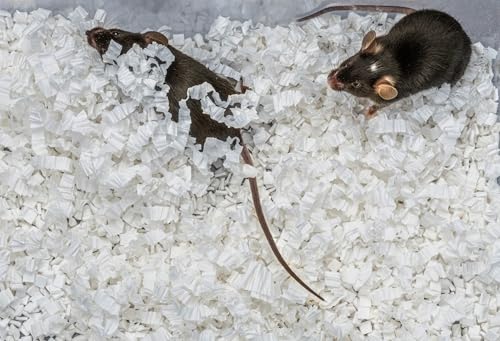 Plus Small Animal Bedding, Paper Bedding for Small Animals, Mouse, Rats, Rodent, Gerbil, Snake, 20 lbs