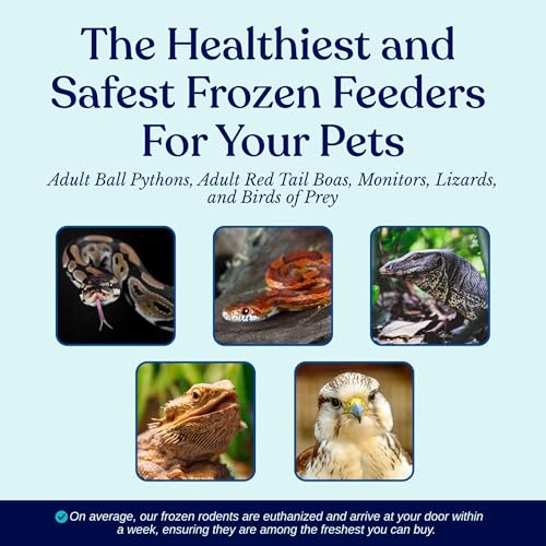 MiceDirect 10 Frozen Rat Medium Feeders Snake Food Adult Ball Pythons Monitors Lizards and Birds of Prey (6-8 in) (No Flavoring) - size: 6-8 in ( Pack of 10 )