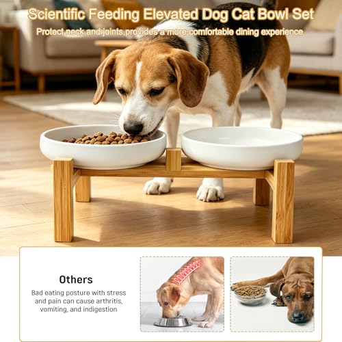 Shallow Elevated Cat Bowls with Bamboo Stand, 6.1 Inch Wide Ceramic Cat Dish Whisker Friendly, 2 Pack Pet Food and Water Plates - color: White elevated
