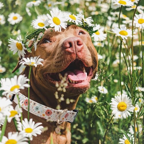 Faygarsle Cotton Designer Dogs Collar Cute Flower Dog Collars for Girl Female Small Medium Large Dogs with Flower Charms S - color: Beige, size: S