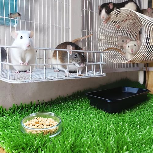 JSLZF Rat Bed, Cage Platform Accessories, Metal Ferret Hammock with Mat, Chew Proof Hanging Squirrel Ledge, Small Animal Habitat for Hamster, Sugar Glider, Blue