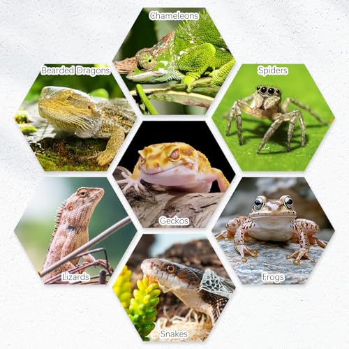 Tfwadmx 2 Pack Reptile Food Bowl, Ceramic Water Feeder Bowl, Reptile Worm Feeding Dish for Lizard Turtle Bearded Dragon Anoles Crested Gecko Hermit Crab Leopard Gecko Chameleon Corn Snake - size: 2 Pcs 3.9 '' x 1.1 ''