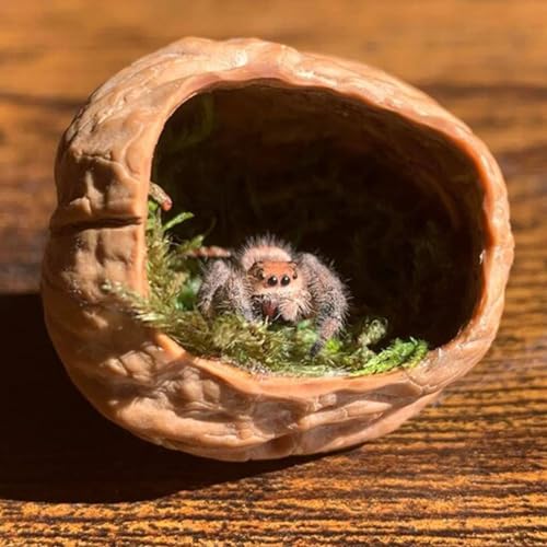 Jumping Spider Hide, A Real Shelter Made of Walnut Skin, Magnetic Hidden Jumping Spider Habitat,Handmade Spider Enclosure Accessories, Jumping Spider Enclosure