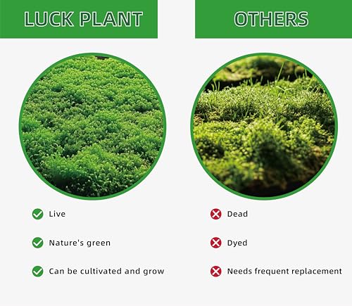 Live Moss for Terrarium Bedding & Reptile Enclosures | Moisture-Holding Layer, Humid Hide Accent, Forest-Floor Look, Easy to Trim, For Frogs, Geckos, Turtles, Snakes