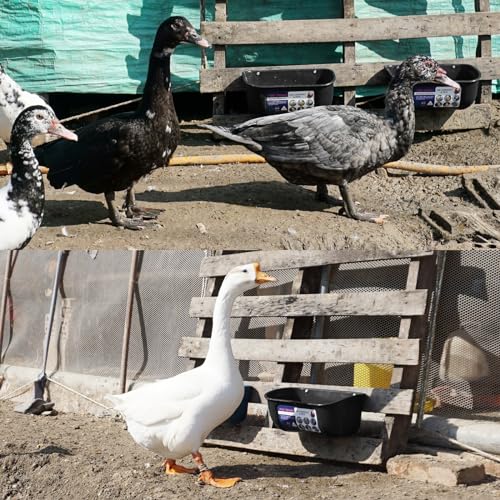 Goovilla Chicken Feeder Waterer, Hanging or Screw-in, 2 Pack 5 Quart, Black | With Clips and Screws, Goat Feeding Supplies, Duck Piglet Sheeple Coop Dog Livestock Poultry Plastic Feeder Trough Bucket - color: Black, size: 5 Quart