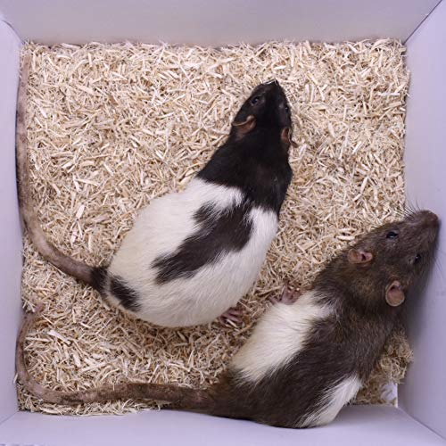 MiceDirect EST. 2003 3 Rat Larges & 3 Rat Jumbos Combo Pack Food for Burmese Pythons Large Monitors (6 Count)(9-11 in) - size: 9-11 in (Pack of 6)