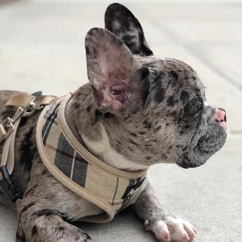 PUPTECK Soft Mesh Dog Harness Small Sized and Leash Set Pet Puppy Cat Comfort Padded Vest No Pull Harnesses, Beige, S - color: Beige, size: S (NECK: 12", CHEST: 14"-18")