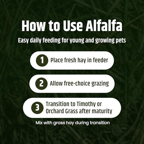 High Desert Alfalfa Hay for Young Rabbits and Guinea Pigs, 10 lb Box | Protein Rich Soft Leaf Forage, Ideal For Growing Kits And Nursing Mothers, Great Calcium Source, Hand Packed, Low Dust - size: 10 Pound (Pack of 1)