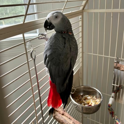 SPOT Stainless Steel Mini Coop Cup with Wire Hooks – 10 oz Small Pet Food & Water Bowl, Rust-Resistant & Easy to Clean, Attaches to Cages for Birds, Parrots, Rabbits, Ferrets, Rats & Small Pets