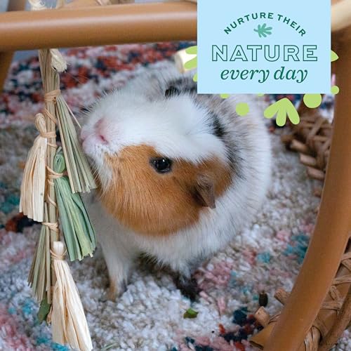 Oxbow Natural Dangly Party Pack, Rabbit & Guinea Pig Toys, Enrichment | Rabbit Chew Toys, Guinea Pig Enrichment, Guinea Pig Chew Toys, Rabbit Enrichment, Natural Materials, Small Pet Accessories - style: Dangly Pack