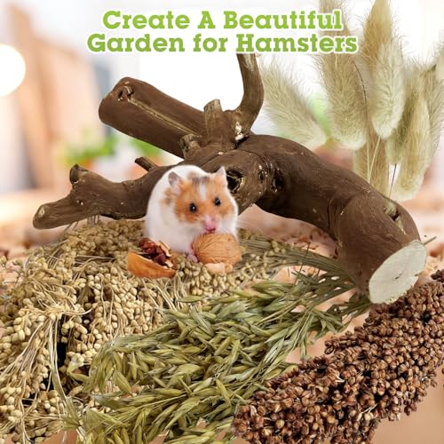 Tfwadmx 2PCS Wood Hamster Climbing Branches & Small Animal Natural Ear of Grain Spray Hamster Bedding Habitat Decor Rat Exercise Toys Treat Cereal Grain for Hamsters Gerbils