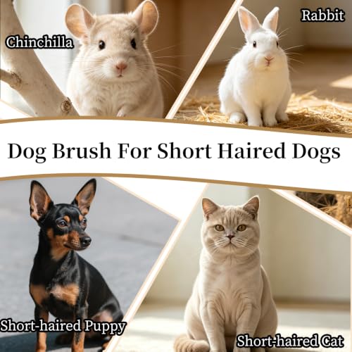 Soft Boar Bristle Dog Brush for Short Haired Dogs, Made of Bamboo,（Small） | Massage Brush, Gentle Deshedding & Grooming Tool, Ideal Dog Hair Brush for Pets, Dog Brushes for Grooming and Shedding - size: Small