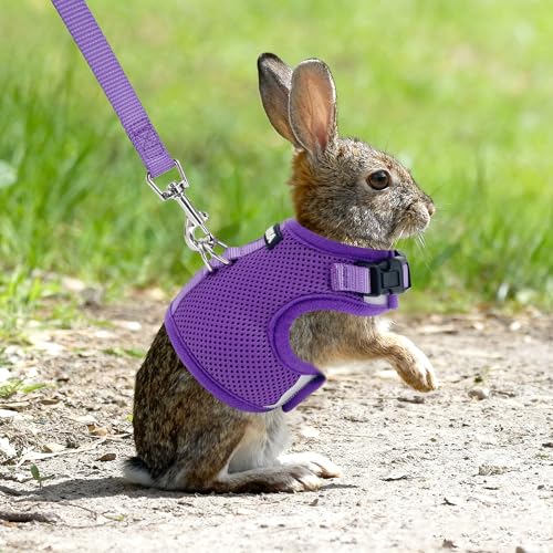 Adjustable Rabbit Harness and Leash Set Escape Proof, Purple M | Padded Vest with Magic Tape Design, Indoor/Outdoor Use (Training, Hiking) - Fits Hamsters, Rats, Iguanas, Puppies, Cats - color: Purple, size: M
