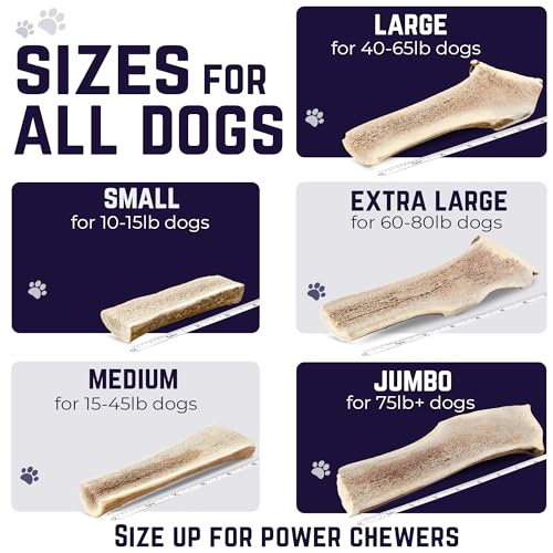 Devil Dog Pet Co Split Elk Antlers for Dogs, Large, Long Lasting | Naturally shed Grade A elk antler split for marrow access, single ingredient, 7/10 hardness, 6 in+, fits breeds up to 60 lb - style: split - Large - 1 Pack