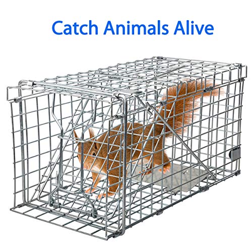 Gingbau Squirrel Trap Foldable Heavy Duty Humane Live Animal Cage Trap (Not for Mouse)