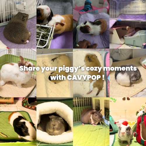 Guinea Pig Pad 12" x 12" 3 Pack, Washable Fleece Cage Liner, Purple | Soft fleece surface. 4-layer absorbent protection. Waterproof TPU & anti-slip bottom. Washable and reusable for guinea pigs. - color: Purple-12×12 inch（3-pack）