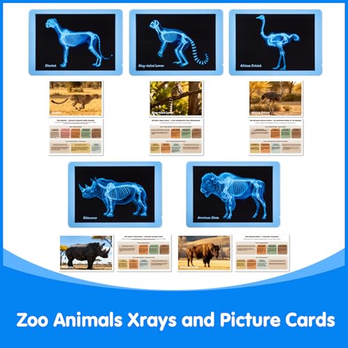 15 Pcs Zoo Animal Xrays for Kids - Light Table Manipulatives | Vet Role Play, Light Table Accessories, and Bone Structure Exploration - style: Zoo Series