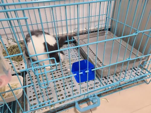 Pack of 10 Cage Cups Birds Feeders Seed Bowl Chicken Feeding Watering Dish Rabbit Water Food Hanging Wire Cages Box 16 oz Coop Cups for Pet Parrot Parakeet Game Fowl Poultry Pigeon - color: Blue Square 10 packs 16oz