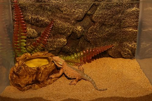 AQUA KT Reptile Food Mealworm Feeding Bowl Corn Snake Water Dish Anti Escape for Lizard Bearded Dragon Chameleon Leopard Gecko Terrarium Feeder