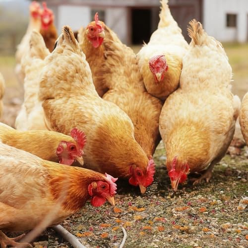 20 oz Chicken Nesting Herbs, 3 Pack Natural Dried Flower Blend for Chicken Coop Bedding, Nest Box Herbs for Egg Laying, Freshening Coop Odor, Hamster Guinea Pig Bunny