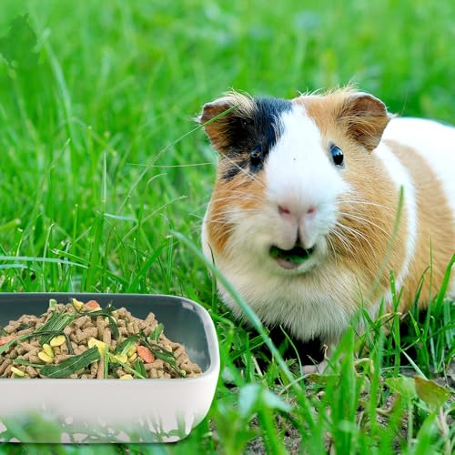 3 Pack Hamster Ceramic Bowl Small Animals Anti-Turning Food Water Bowl for Rabbit Sugar Glider Hamster Guinea Pig Hedgehog Squirrel ((Blue, Green and Brown)