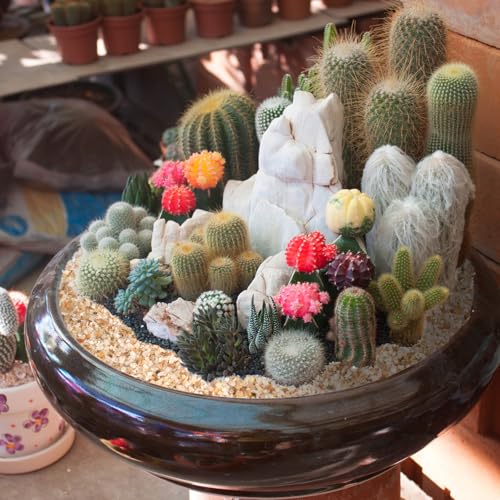 1-2mm Coarse Sand for Plants, 12lbs Horticultural Sand for Gardening | Desert Silica Sand for Cactus, Vases, Aquariums, Terrarium, Fish Tank, Drainage Rocks for Potted Plants, Bamboo, Crafts