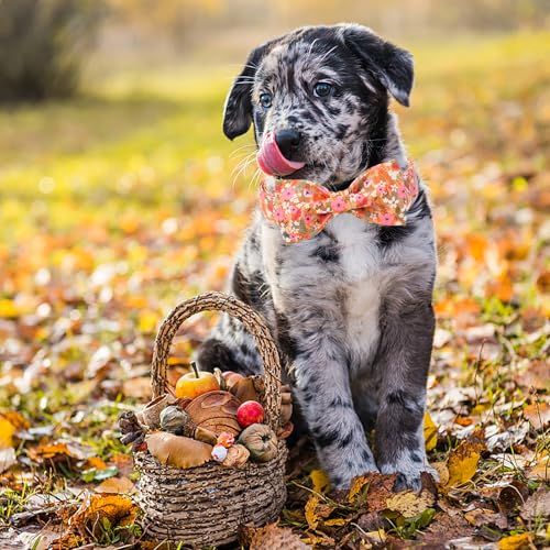 ARING PET Fall Dog Collar with Bow, Cute Daisy Floral Pet Collars with Quick Release Buckle for Puppy Small Medium Large Girl Boy Dogs-XS - color: Floral, size: X-Small (Pack of 1)