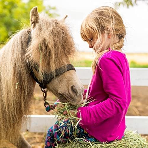 Blue Mountain Hay Orchard Grass Hay for Small Pets, High Fiber Feed, 24oz | Fresh Orchard Grass, High Fiber Pet Forage, Supports Digestion and Dental Wear, Sweet Aroma, Additive Free, Natural Foraging - size: 1.5 Pound (Pack of 1)