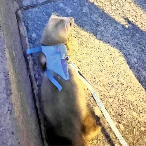 Ferret Harness and Leash Set Small Animals Vest Harness with Safe bell Dinosaur Shaped Walking clothes for Baby Rabbit Guinea pig Teacup Chihuahua Mouse and other small pet (Blue) - color: Blue