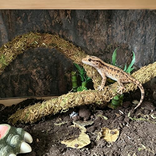 2PCS Leopard Gecko Climbing Toys Bendable Vine Tank Accessories for Lizard | collapsible moss,terrarium decor,natural,Great Moisture Retention,for crab geckos Chameleons,length of 19.7 inches,climbing