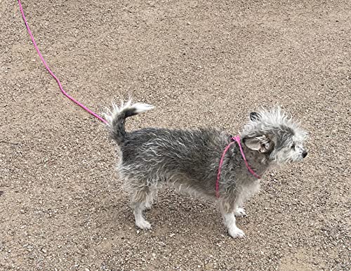 12-Foot Mini Pig Harness - Adjustable Harness & Leash for All Animals - Pigs, Ferrets, Rabbits, Guinea Pigs, Dogs, Cats, Reptile, and Chickens - color: Pink