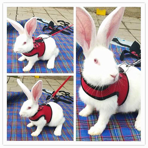 Rabbit Bunny Kitten Harness No Pull Cat Leash Stylish Vest Harness for Small Animal Adjustable Soft Breathable Walking Harness Set (RED, L) - color: Red, size: L